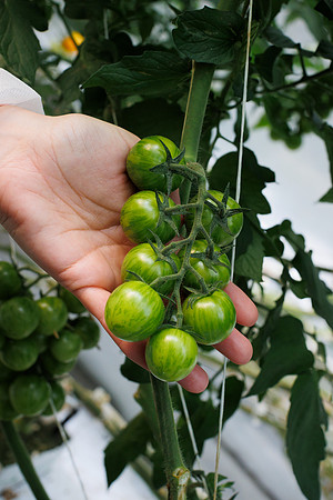Tomato_Zebrino_59
