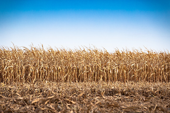 NL_Corn_Harvest_2019_c_496