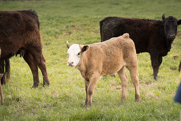 AmericasFarmers_BallardCountyHS_4033