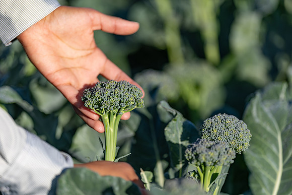 Sibsey_Broccoli_15