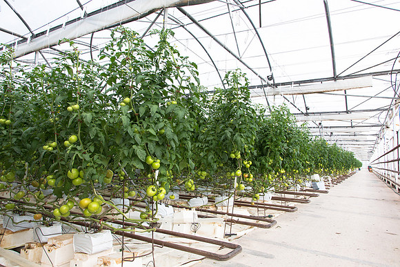 Tomato_Terero_MX_0005