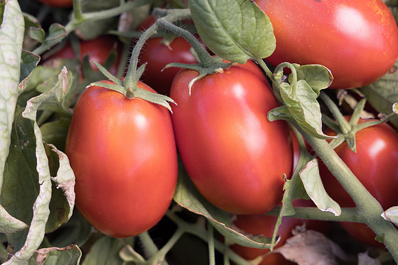 Tomato_N6475_18-2