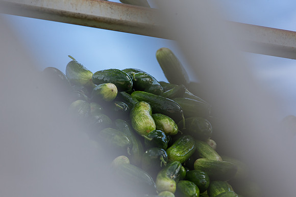 PicklingCucumber_Vlaspik_Processing_MI_0459