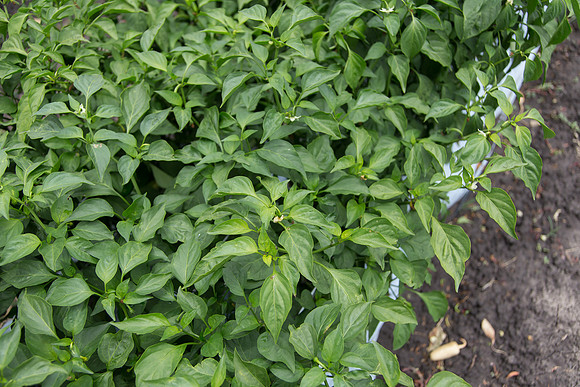 HotPepper_PS5807_MX_0007