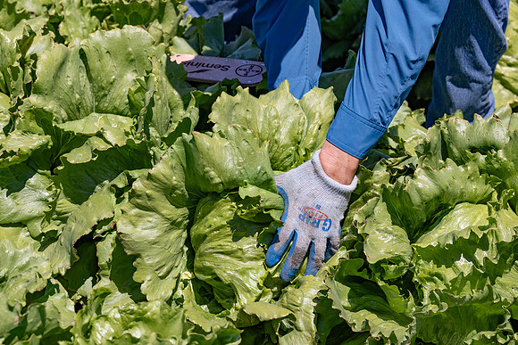 Moneyball_Lettuce_135