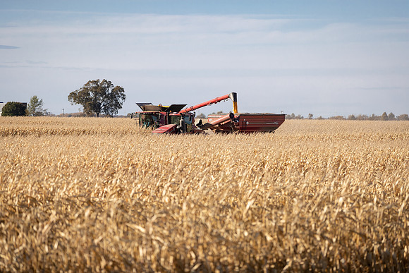 NL_Corn_Harvest_2019_c_274