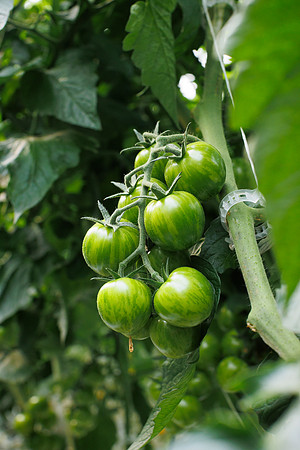 Tomato_Zebrino_66