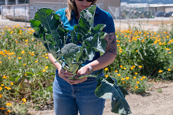 Skymark_Broccoli_57
