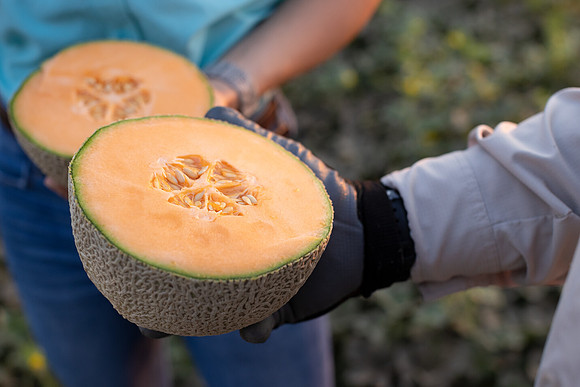 Seminis2021_AZ_371