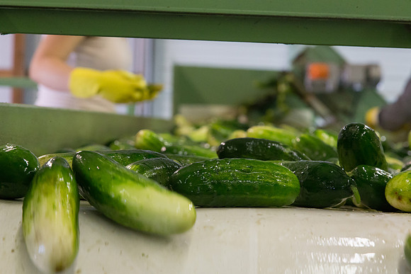 PicklingCucumber_Vlaspik_Processing_MI_0175