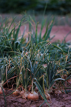 Seminis2022_Idaho_252