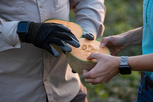 Seminis2021_AZ_307