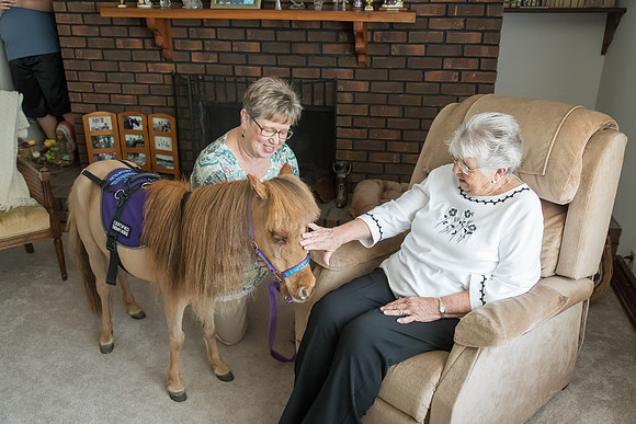 AmericasFarmers_HeartlandMiniHorses_227