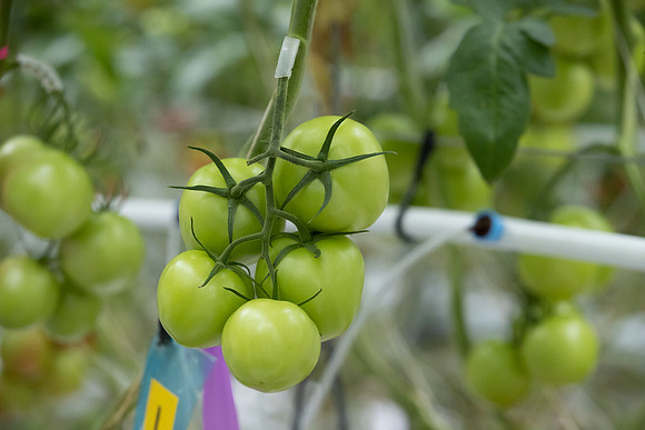 Tomatoes_Merlice_7