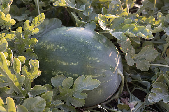 Watermelon_N800_52