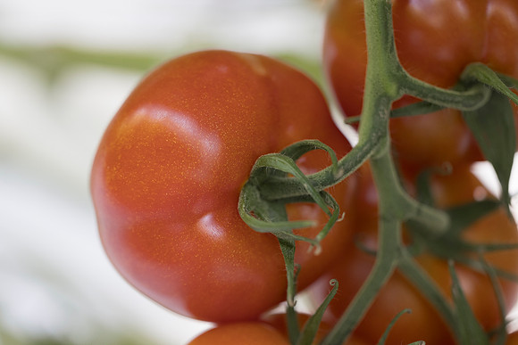 Tomato_DRTC1053_108