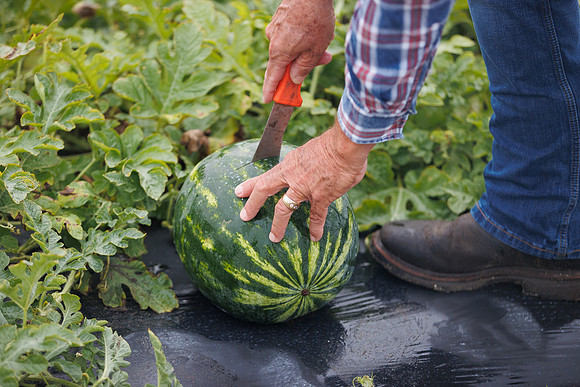 Seminis2022_FL_JEM_2492