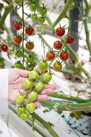 Tomatoes_Devoured_374