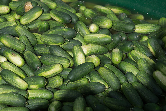 PicklingCucumber_Vlaspik_Processing_MI_0528