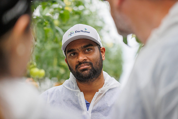 Tomato_DeRuiter_Kingsville_2022_321