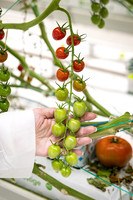 Tomatoes_Devoured_380
