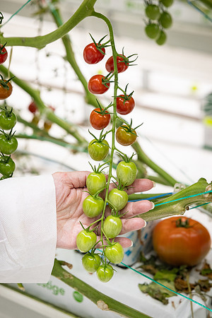 Tomatoes_Devoured_380