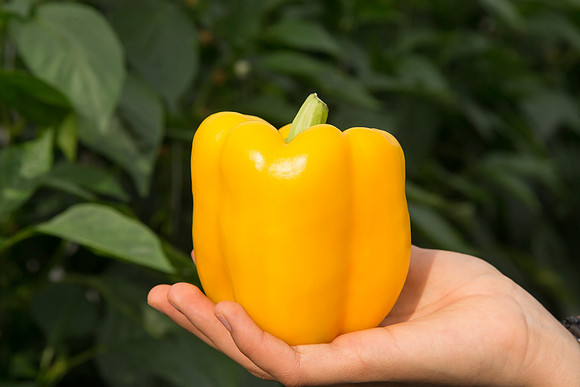 BellPepper_Striker_MX_0038