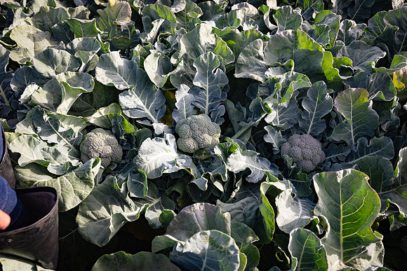 Seminis_SJB_FieldDay2025_195