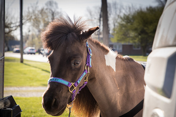 AmericasFarmers_HeartlandMiniHorses_400
