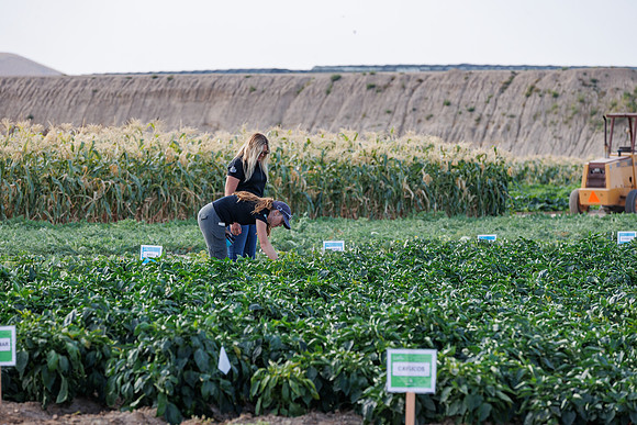 Seminis2022_Idaho_2325