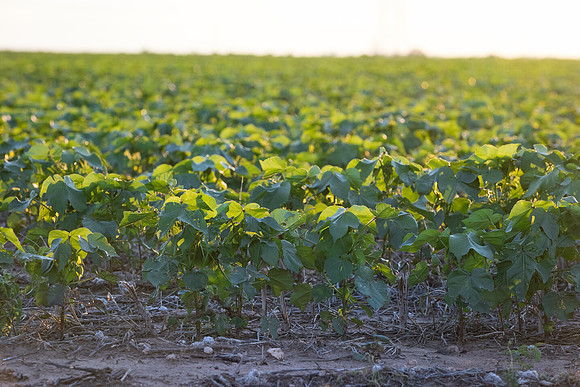 RRXCottonTexas_cdp_4467