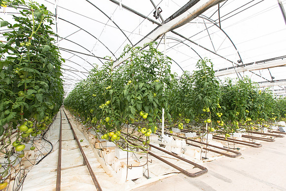 Tomato_Terero_MX_0011