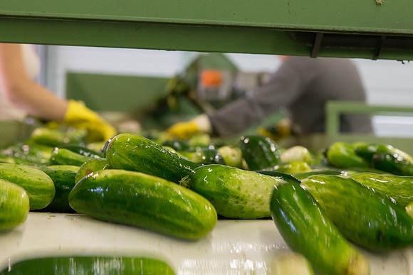 PicklingCucumber_Vlaspik_Processing_MI_0163