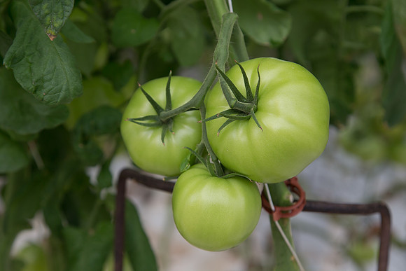 Tomato_Terero_MX_0038