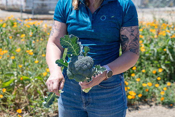 Skymark_Broccoli_92