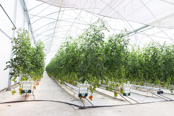 Tomato_4179_MX_0067