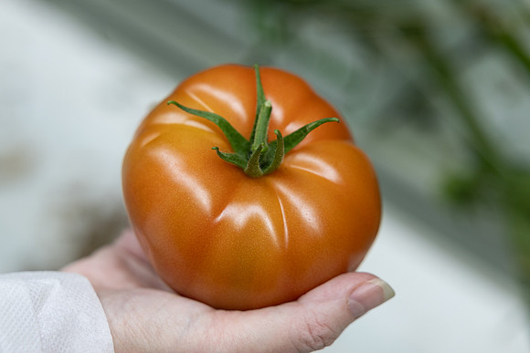 Tomatoes_DRTH5066_72