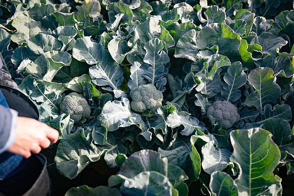 Seminis_SJB_FieldDay2025_190