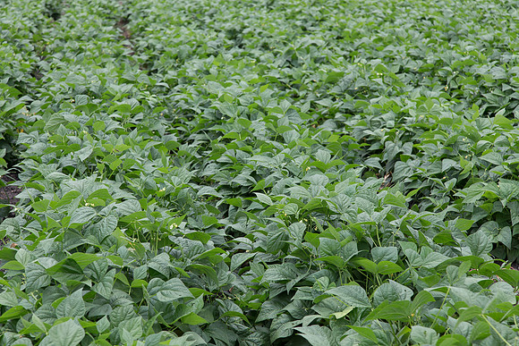 GreenBean_Sybaris_MX_0005