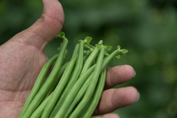 GreenBean_Giolli_MX_0039