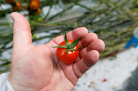 Tomato_Pelligrino_13
