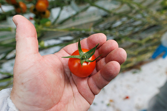 Tomato_Pelligrino_13