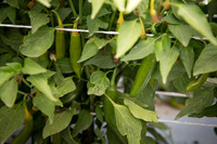 HotPepper_DonVincente_MX_0005