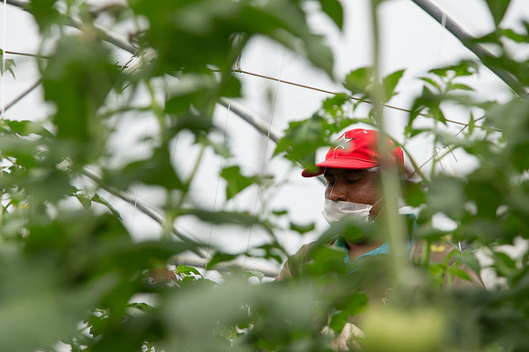 Tomato_Terero_MX_0056