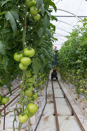 Tomato_Terero_MX_0083