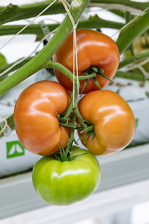 Tomatoes_DRTH5066_14