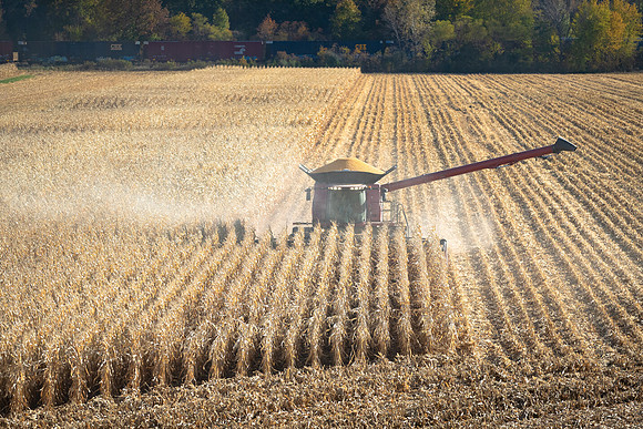 NL_Corn_Harvest_2019_c_446