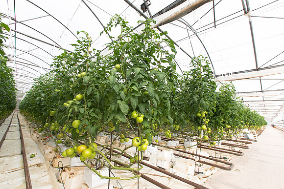 Tomato_Terero_MX_0022