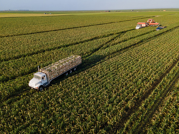 Seminis2022_FL_JEM_1217