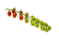 Tomatoes_Devoured_426
